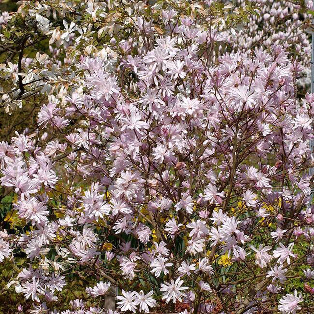 Magnolia alba-Roz George Henry Kern