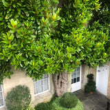 Magnolia Grandiflora Goliath Vesnic Verde, cu Flori Albe