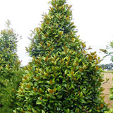 Magnolia Grandiflora Gallisoniensis Evergreen, с бели цветя