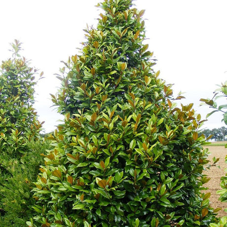 Magnolia Grandiflora Gallisoniensis Evergreen, с бели цветя