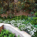 Magnolia Grandiflora Gallisoniensis Evergreen, с бели цветя