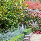 Magnolia Grandiflora Gallisoniensis Evergreen, с бели цветя
