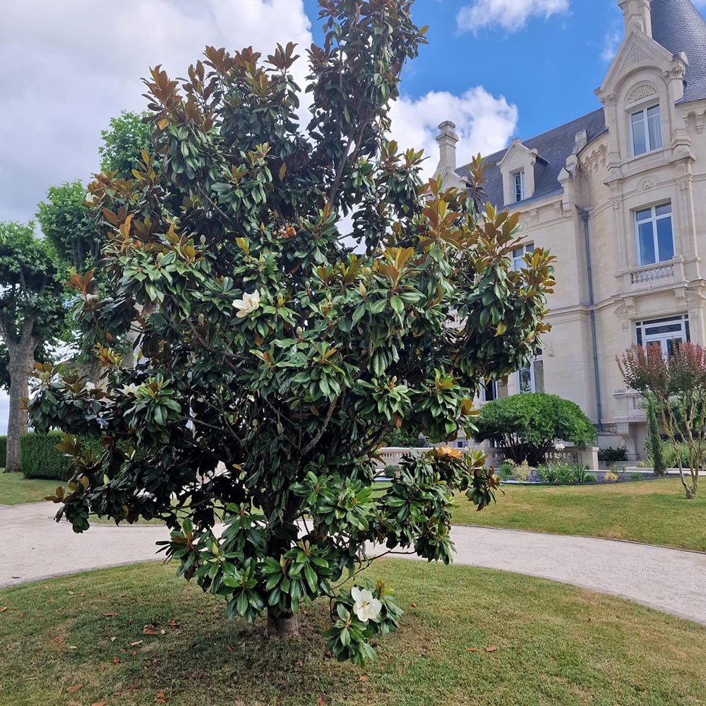 Magnolia Grandiflora Gallisoniensis Vesnic Verde, cu Flori Albe