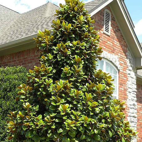 Magnolia Grandiflora Gallisoniensis Evergreen, с бели цветя
