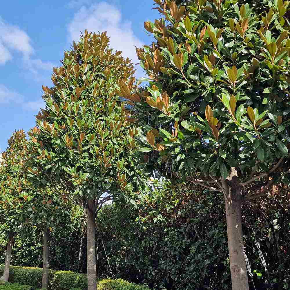 Magnolia Grandiflora Gallisoniensis Evergreen, с бели цветя