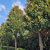 Magnolia Grandiflora Gallisoniensis Evergreen, с бели цветя
