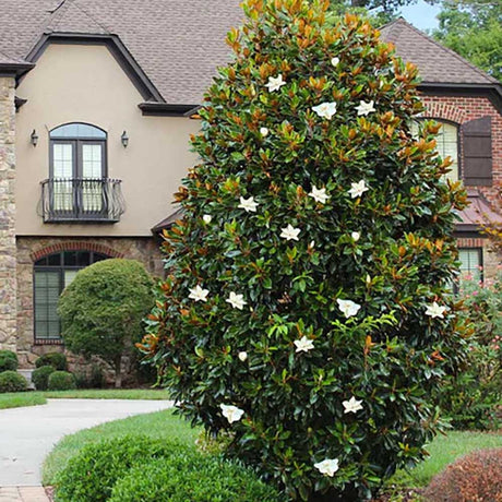 Magnolia Grandiflora Little Gem Evergreen, с бели цветя