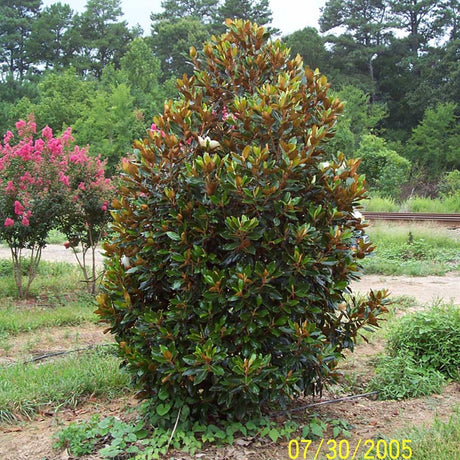 Magnolia Grandiflora Little Gem Evergreen, с бели цветя