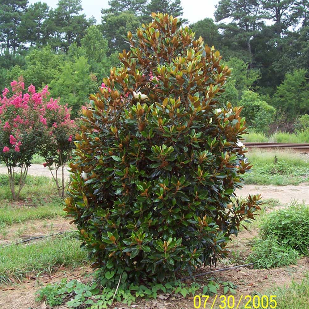 Magnolia Grandiflora Little Gem Vesnic Verde, cu Flori Albe