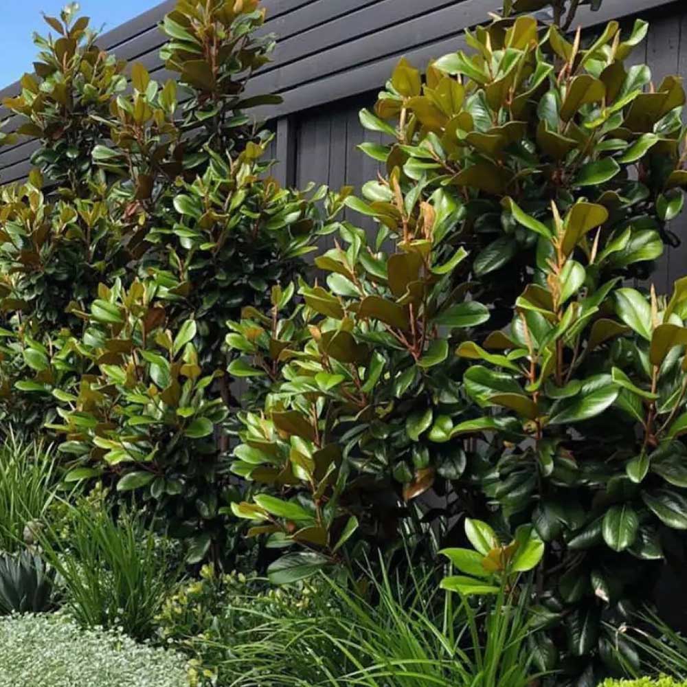 Magnolia Grandiflora Little Gem Evergreen, с бели цветя