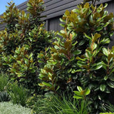 Magnolia Grandiflora Little Gem Evergreen, с бели цветя