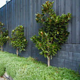 Magnolia Grandiflora Little Gem Evergreen, с бели цветя