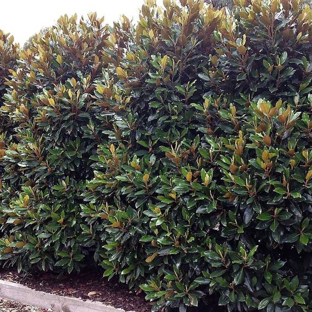 Magnolia Grandiflora Little Gem Evergreen, с бели цветя