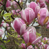 Magnolia soulangeana roz-alba Heaven Scent
