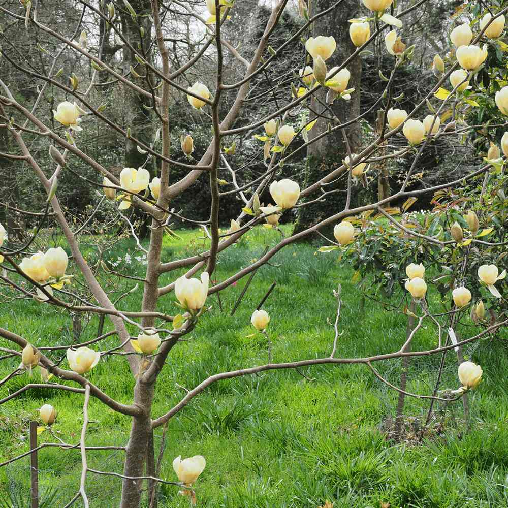Magnolia Honey Tulip, със златисто-пастелни цветя