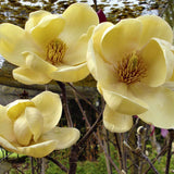 Magnolia Honey Tulip, със златисто-пастелни цветя