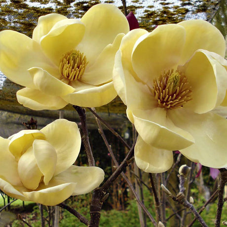 Magnolia Honey Tulip, със златисто-пастелни цветя