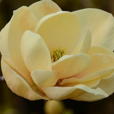 Magnolia Honey Tulip, със златисто-пастелни цветя
