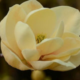 Magnolia Honey Tulip, cu flori aurii-pastel