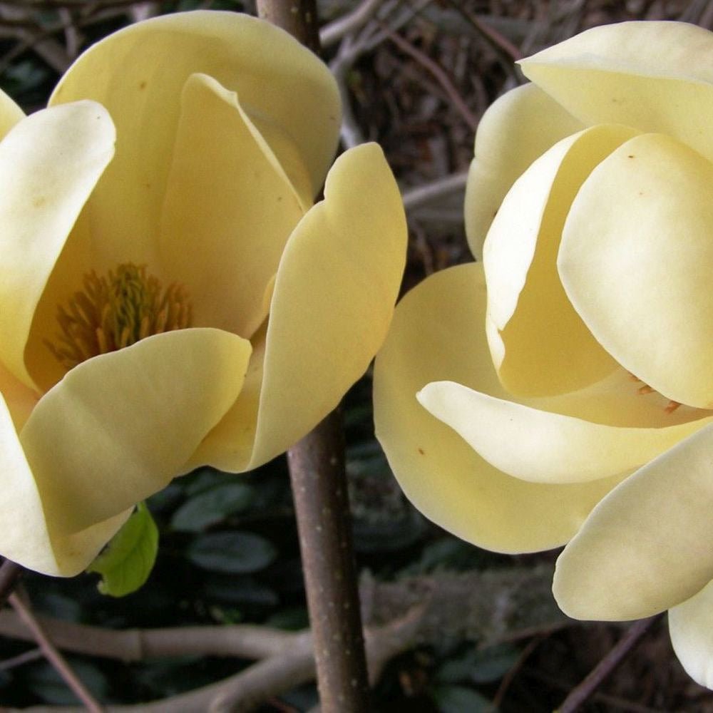 Magnolia Honey Tulip, със златисто-пастелни цветя