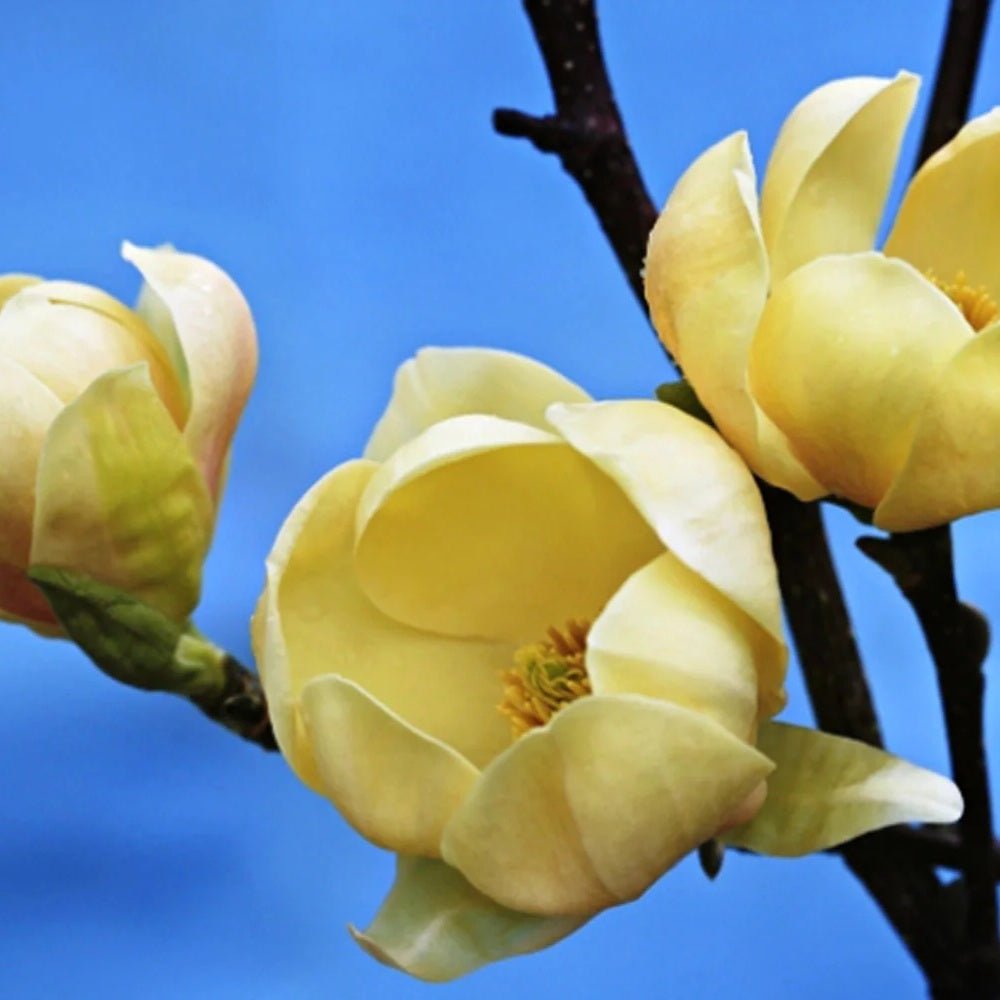 Magnolia Honey Tulip, със златисто-пастелни цветя