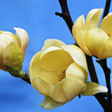 Magnolia Honey Tulip, със златисто-пастелни цветя