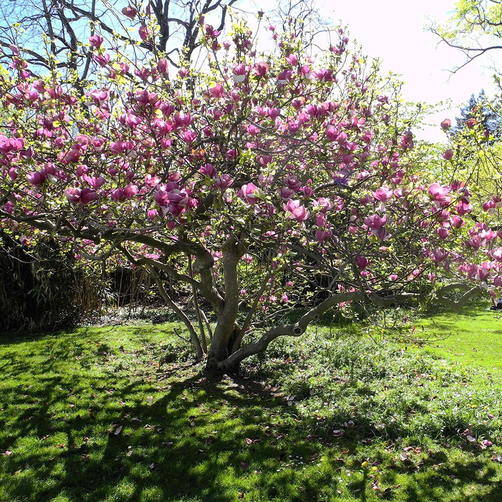 Magnolia soulangeana roz-alba Lennei