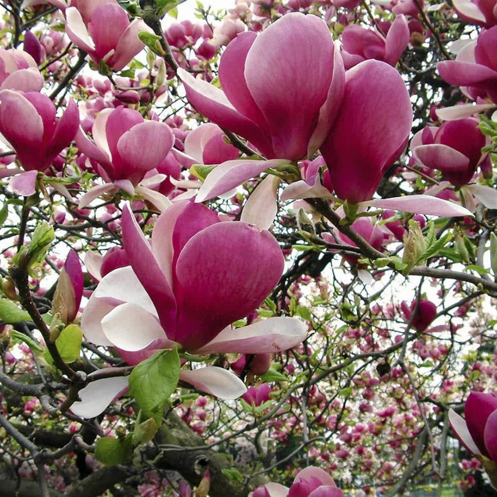 Magnolia soulangeana roz-alba Lennei