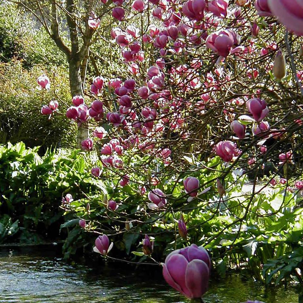 Magnolia soulangeana roz-alba Lennei