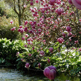 Magnolia soulangeana roz-alba Lennei