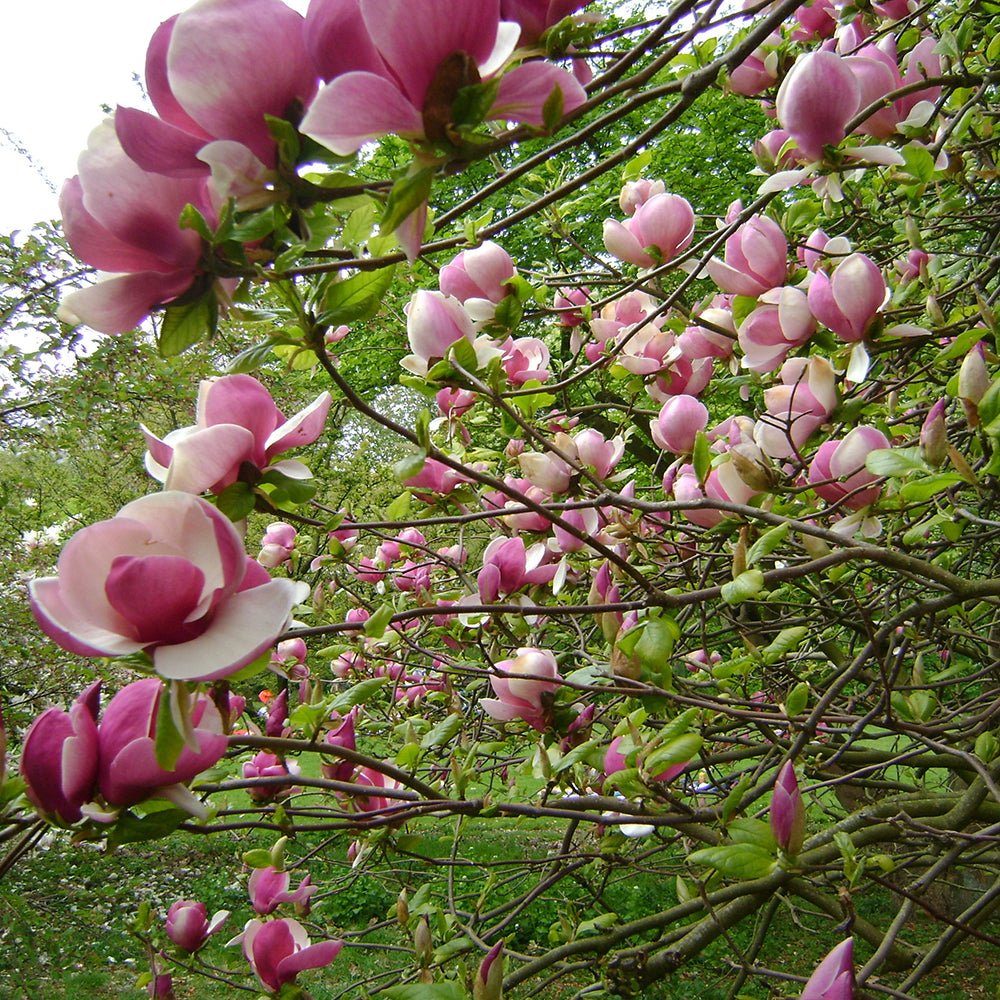 Magnolia soulangeana roz-alba Lennei