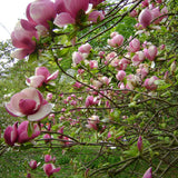 Magnolia soulangeana roz-alba Lennei