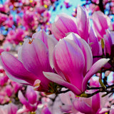 Magnolia roz-alba Purple Eye