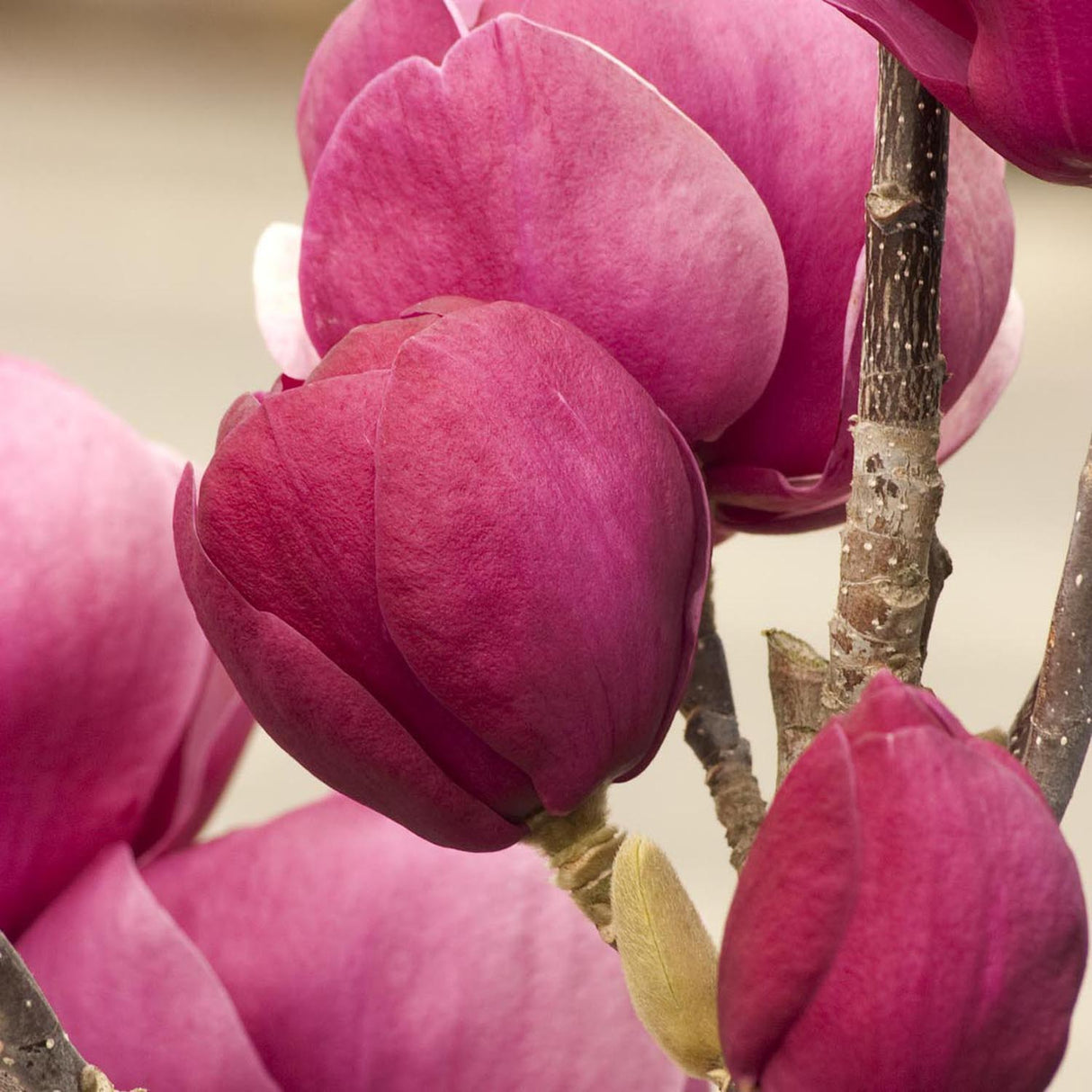 Магнолия Black Tulip, тъмновиолетови цветове като лале, много рядък сорт