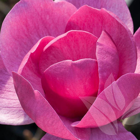 Магнолия Black Tulip, тъмновиолетови цветове като лале, много рядък сорт