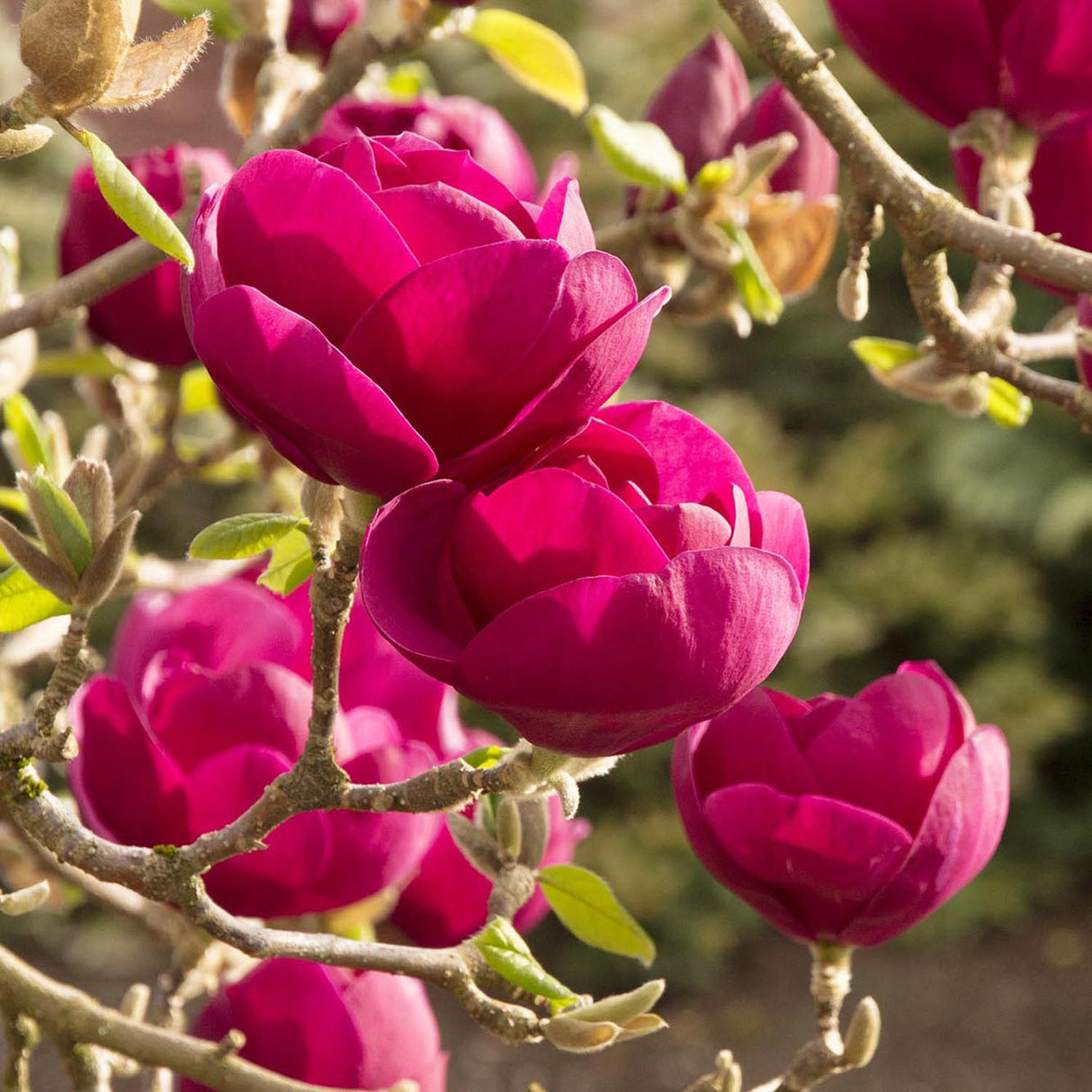 Магнолия Black Tulip, тъмновиолетови цветове като лале, много рядък сорт