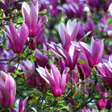 Magnolia purpuriu-rosu Nigra