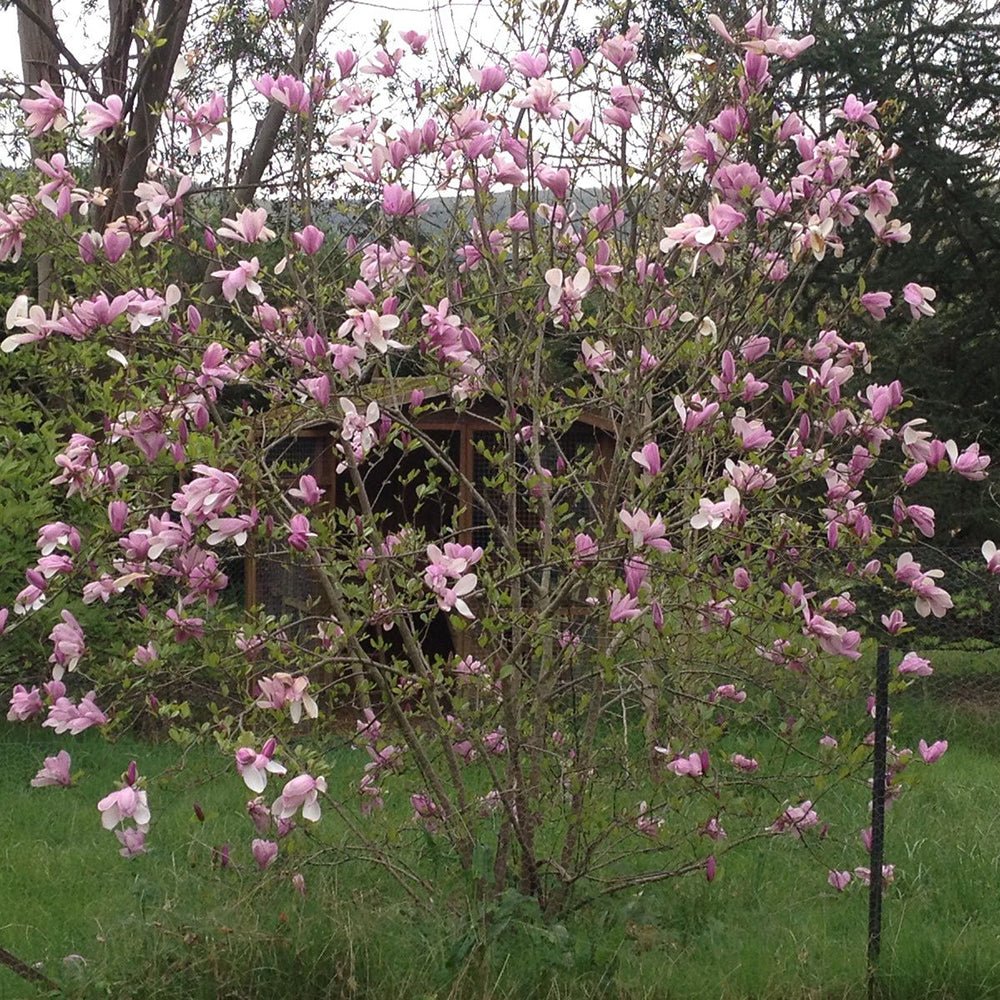 Magnolia roz-alba Ricki