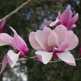 Magnolia roz-alba Ricki