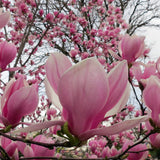 Magnolia roz-alba Ricki