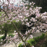 Magnolia roz-pal Stelata Rosea