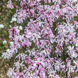 Magnolia roz-pal Stelata Rosea