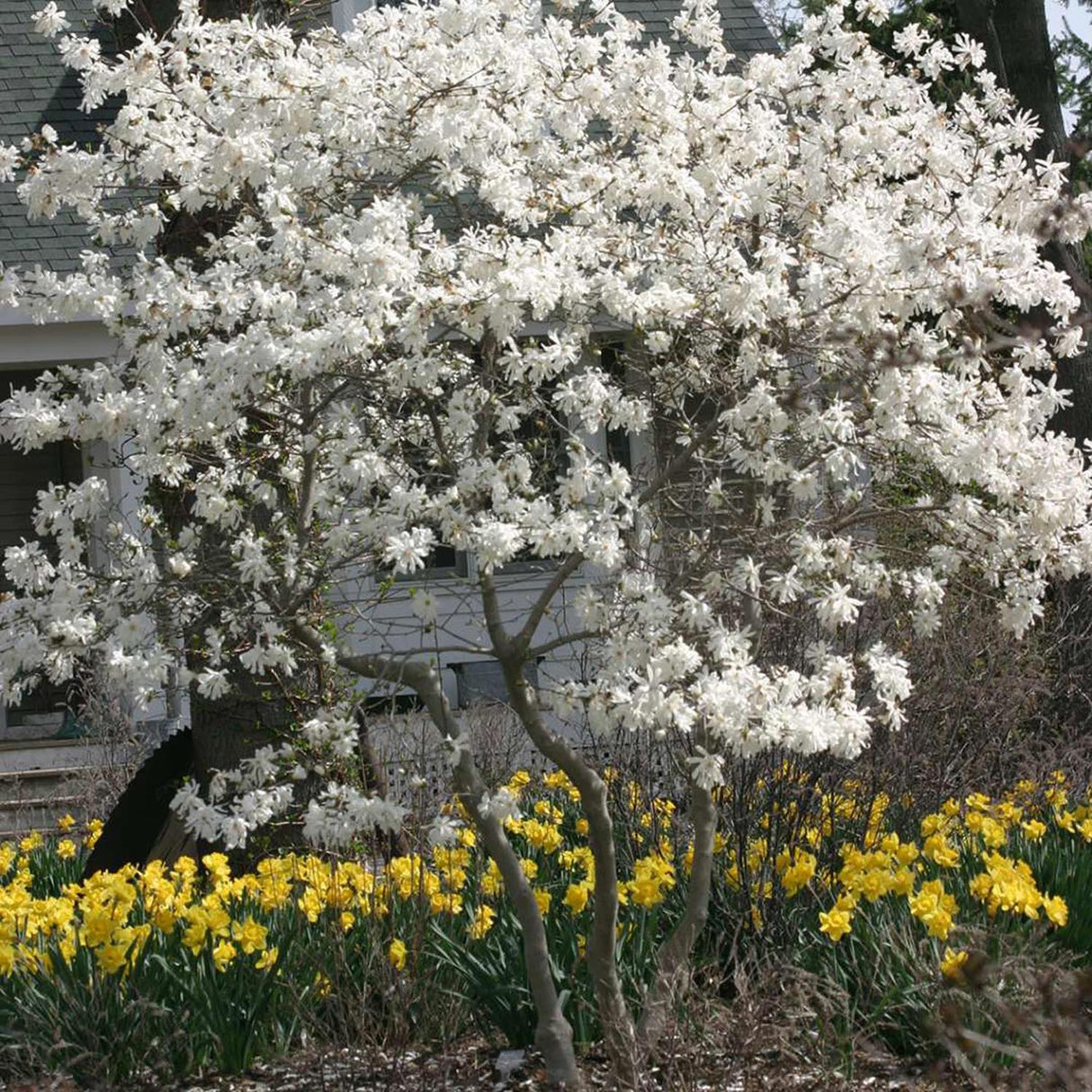 Magnolia Royal Star, flori albe duble si parfumate