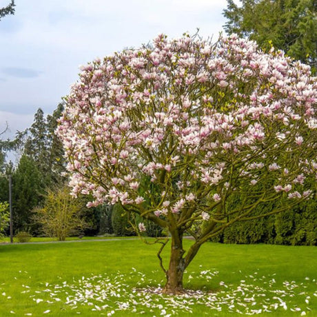 Magnolia roz-alb Soulangeana - Tip copac