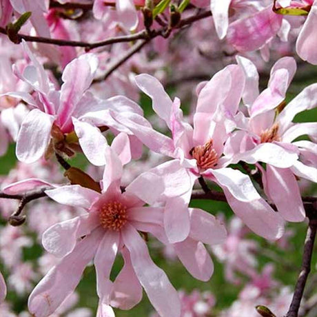 Magnolia roz-pal Leonard Mesel - Tip copac
