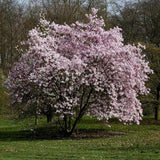 Magnolia roz-pal Leonard Mesel - Tip copac