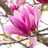 Magnolia roz-purpuriu Galaxy