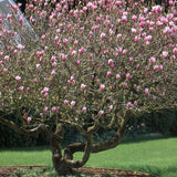 Magnolia roz-purpuriu Galaxy