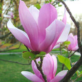 Magnolia roz-purpuriu Galaxy - Tip Copac