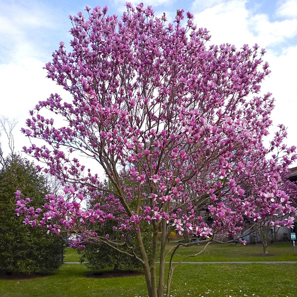 Magnolia roz-purpuriu Galaxy - Tip Copac